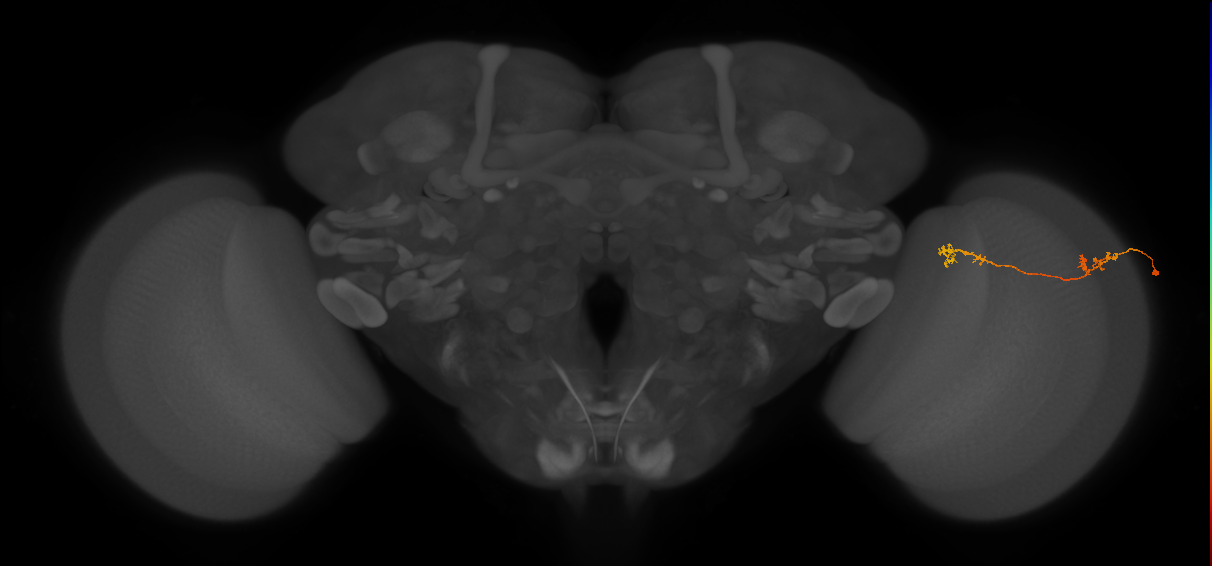 Tm5Y_R (MaleCNS:79380)