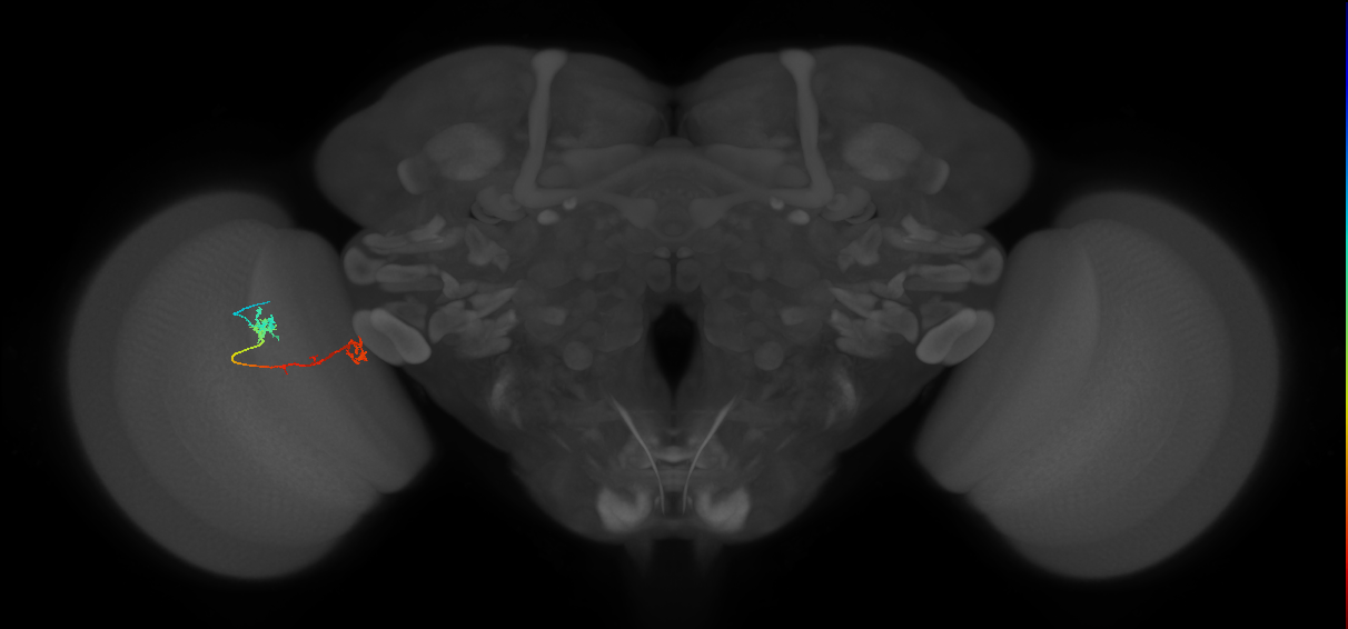 Tm5Y_L (MaleCNS:515388)