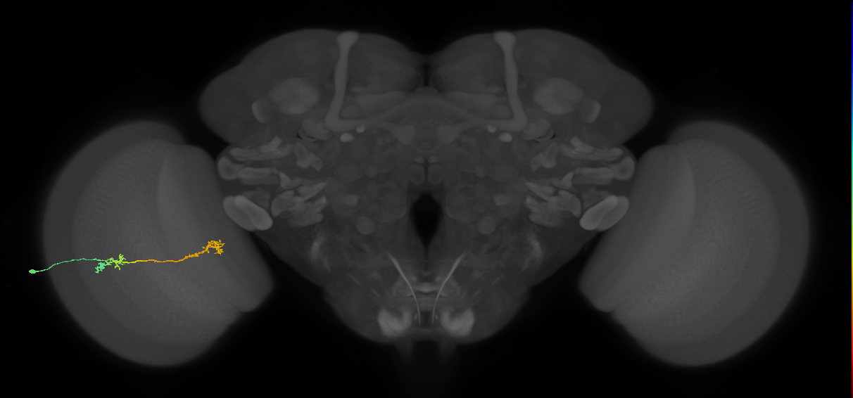 Tm5Y_L (MaleCNS:535128)