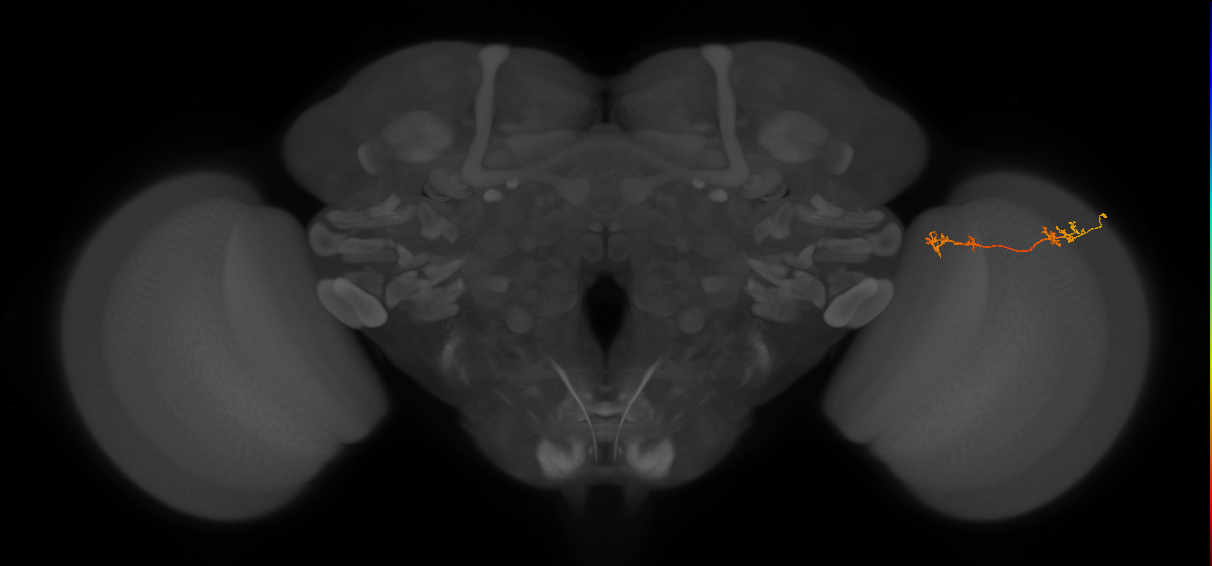 Tm5Y_R (MaleCNS:82682)