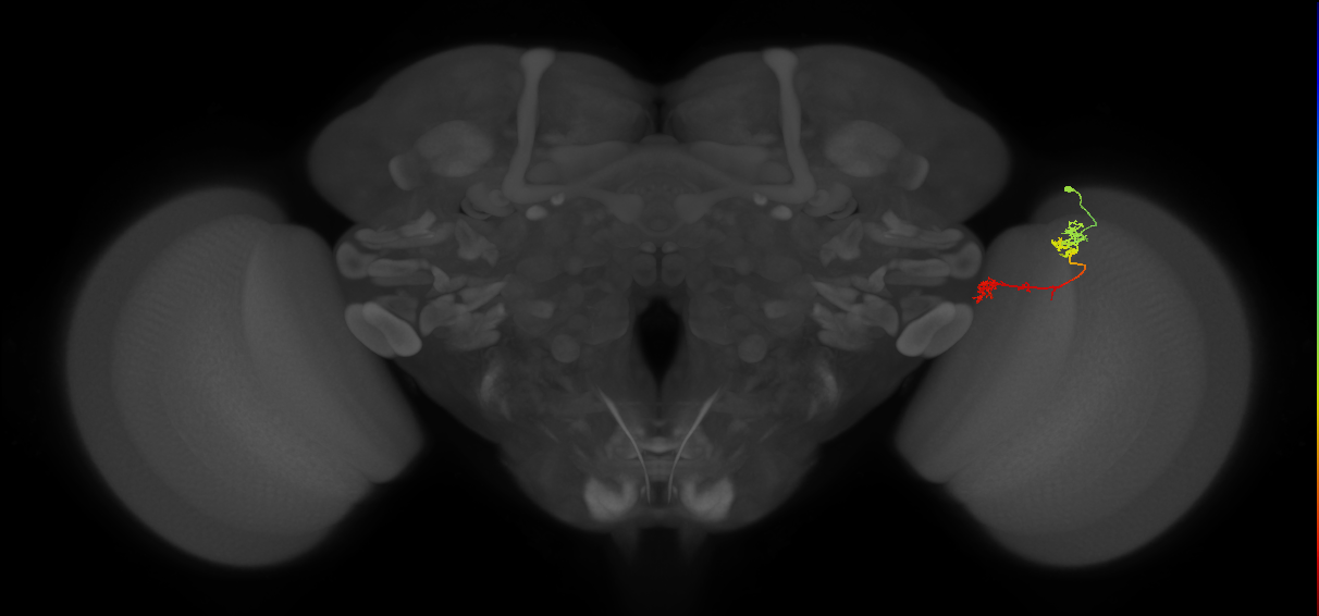 Tm5Y_R (MaleCNS:82814)
