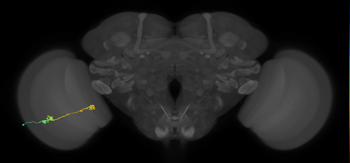 Tm5Y_L (MaleCNS:65933)