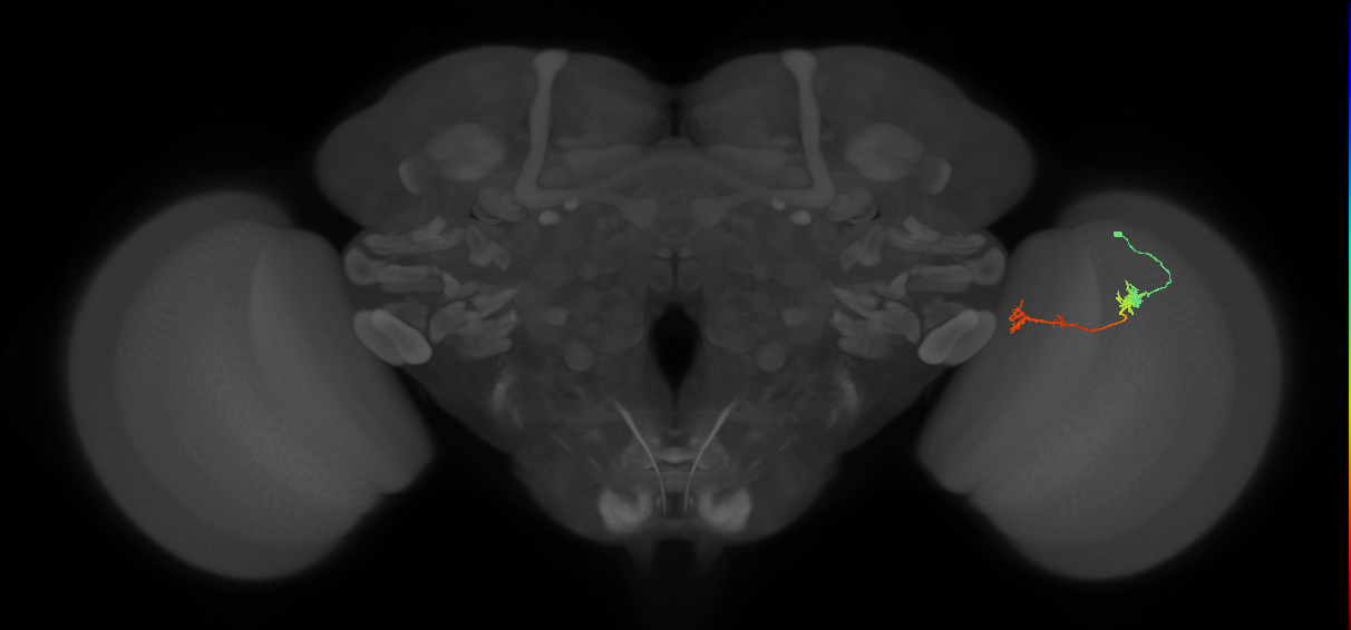 Tm5Y_R (MaleCNS:120605)
