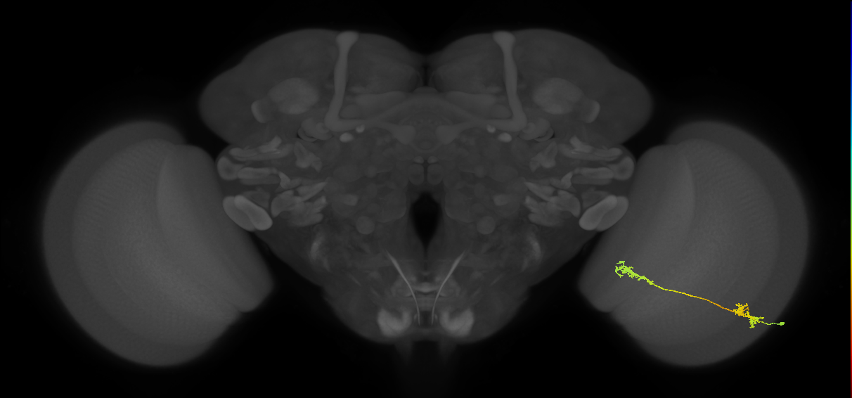 Tm5Y_R (MaleCNS:49495)