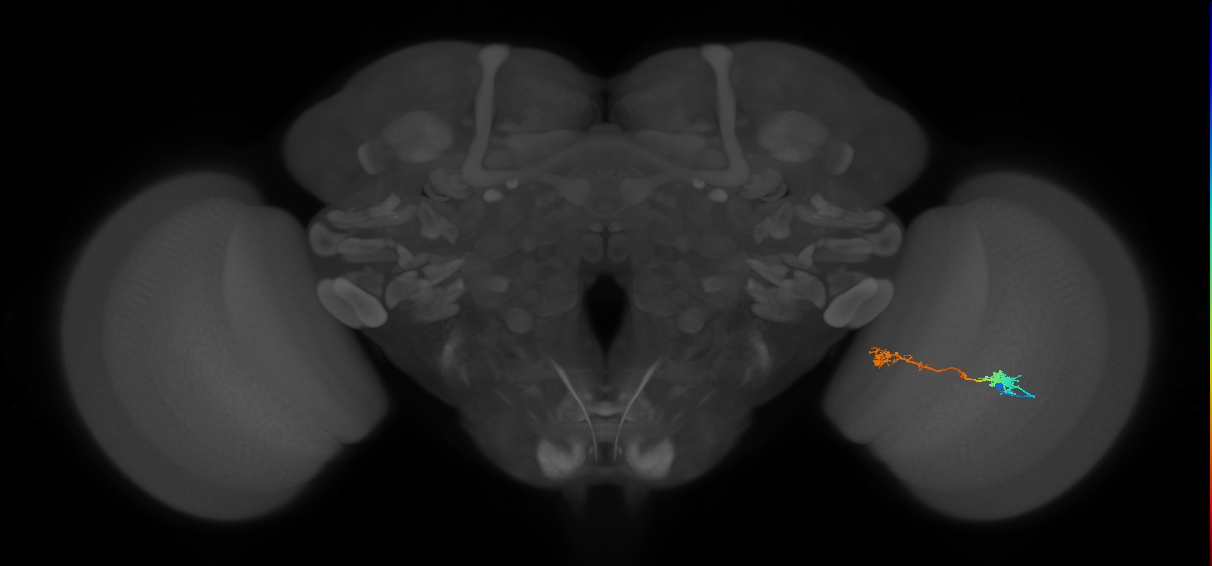 Tm5Y_R (MaleCNS:56080)