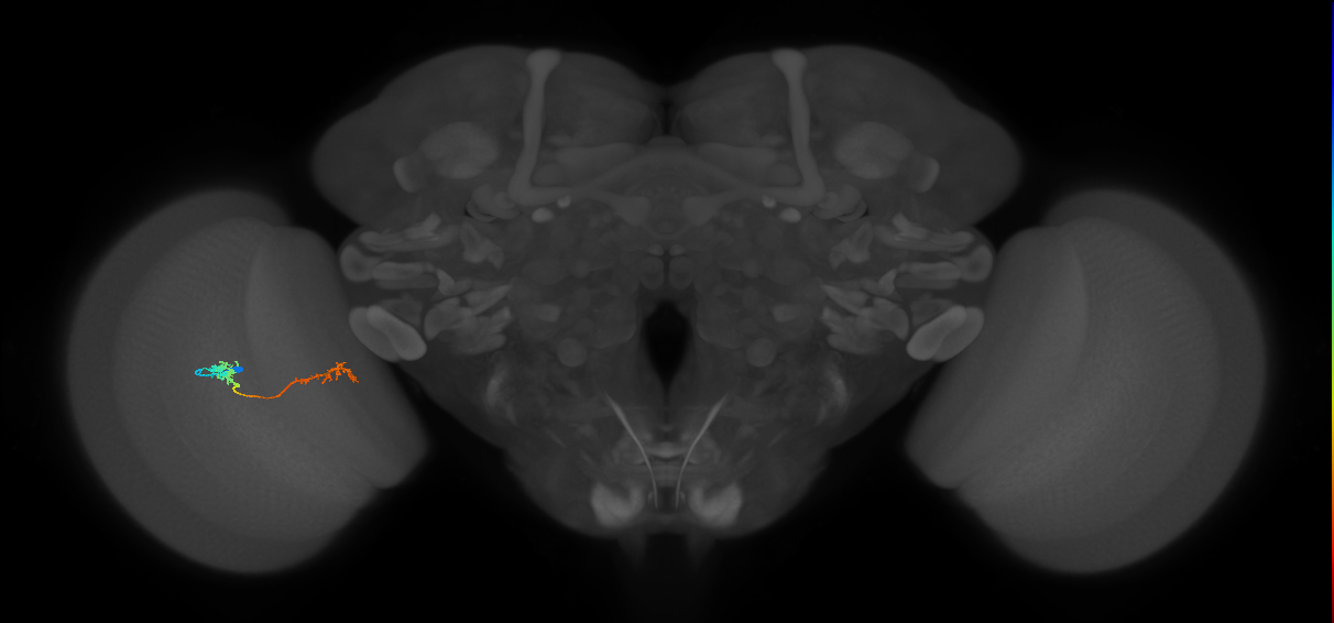 Tm5Y_L (MaleCNS:530051)