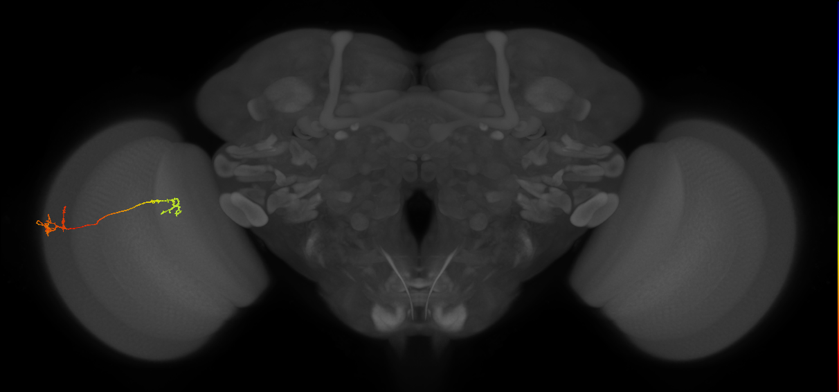 Tm5Y_L (MaleCNS:515243)