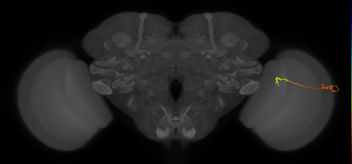 Tm5Y_R (MaleCNS:78274)