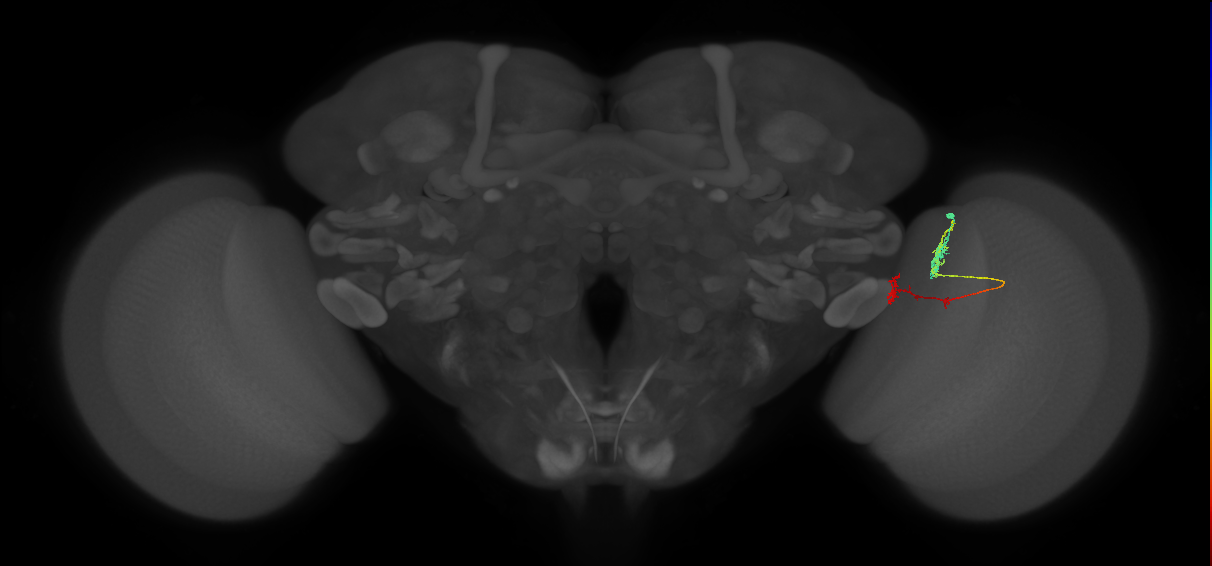 Tm5Y_R (MaleCNS:92723)