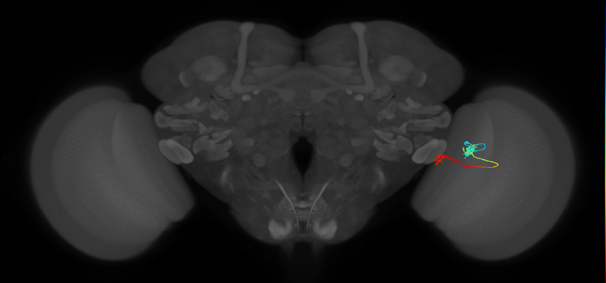 Tm5Y_R (MaleCNS:68742)