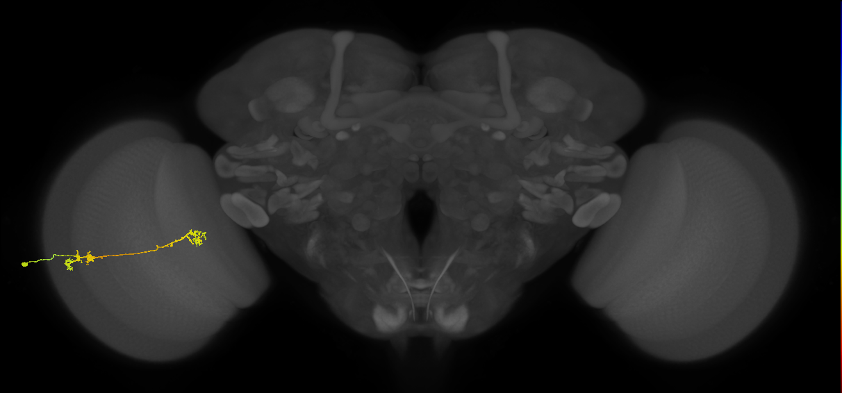 Tm5Y_L (MaleCNS:22693)