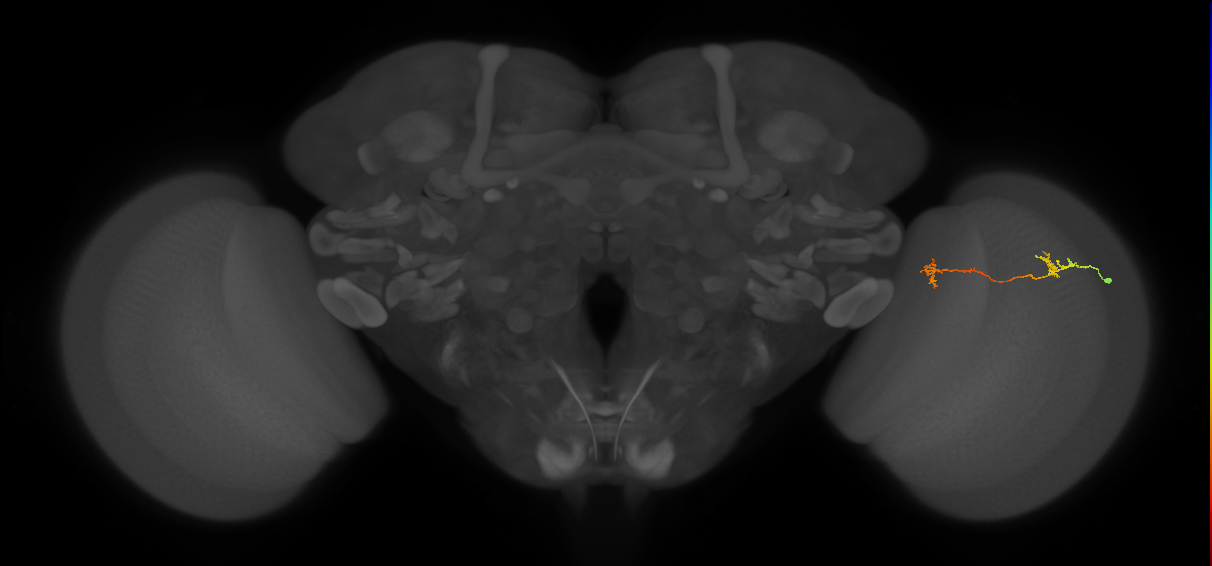Tm5Y_R (MaleCNS:93540)