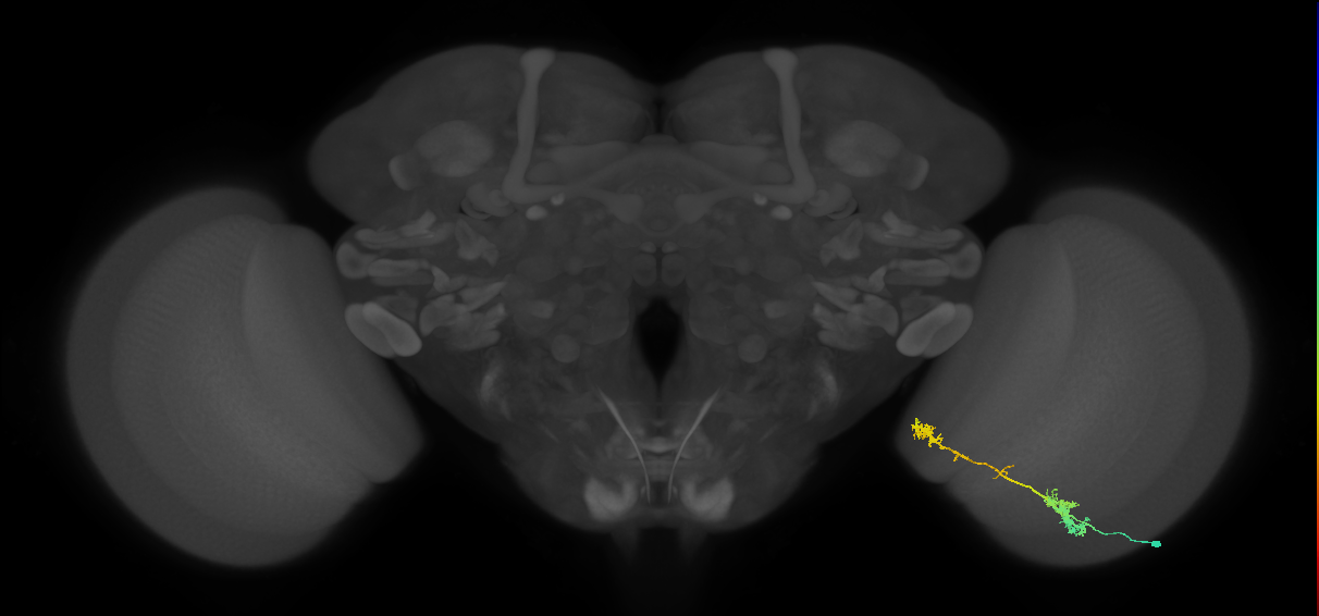 Tm5Y_R (MaleCNS:48788)