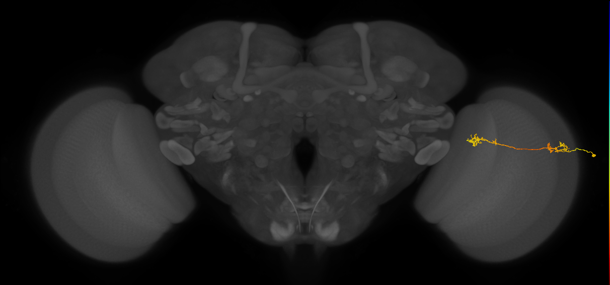 Tm5Y_R (MaleCNS:102391)