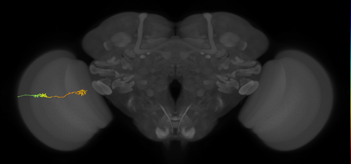 Tm5Y_L (MaleCNS:514498)