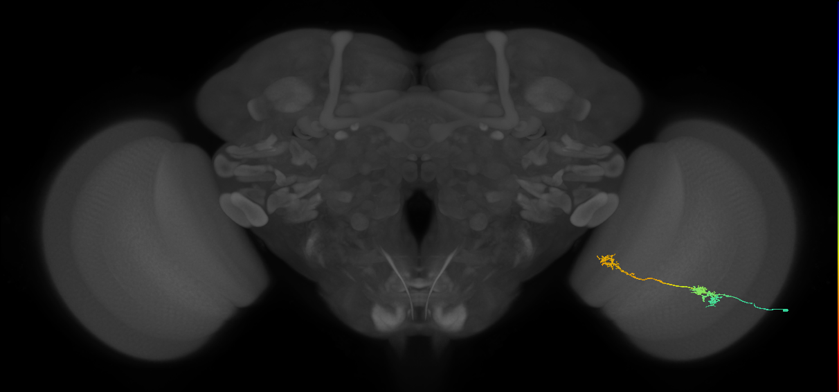 Tm5Y_R (MaleCNS:62461)