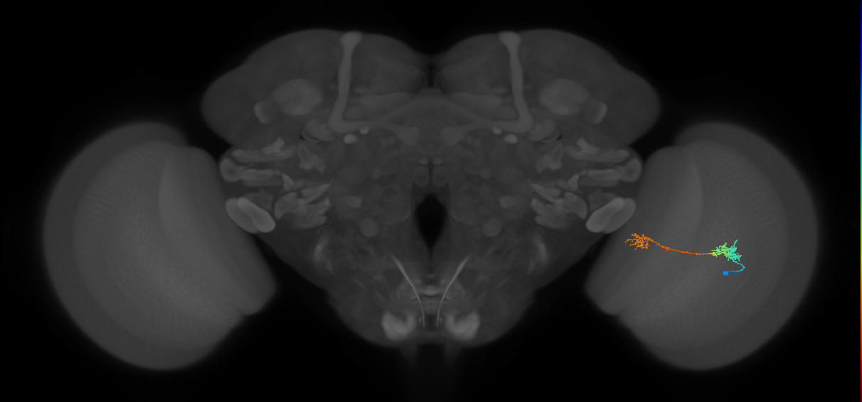 Tm5Y_R (MaleCNS:72793)