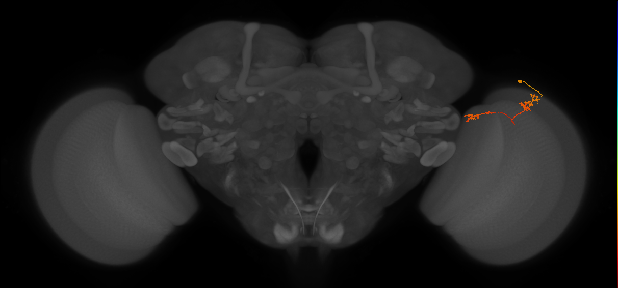 Tm5Y_R (MaleCNS:89093)