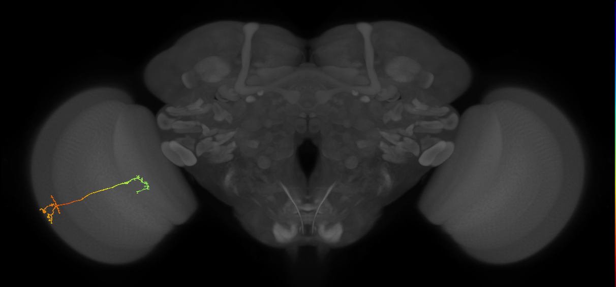 Tm5Y_L (MaleCNS:581442)