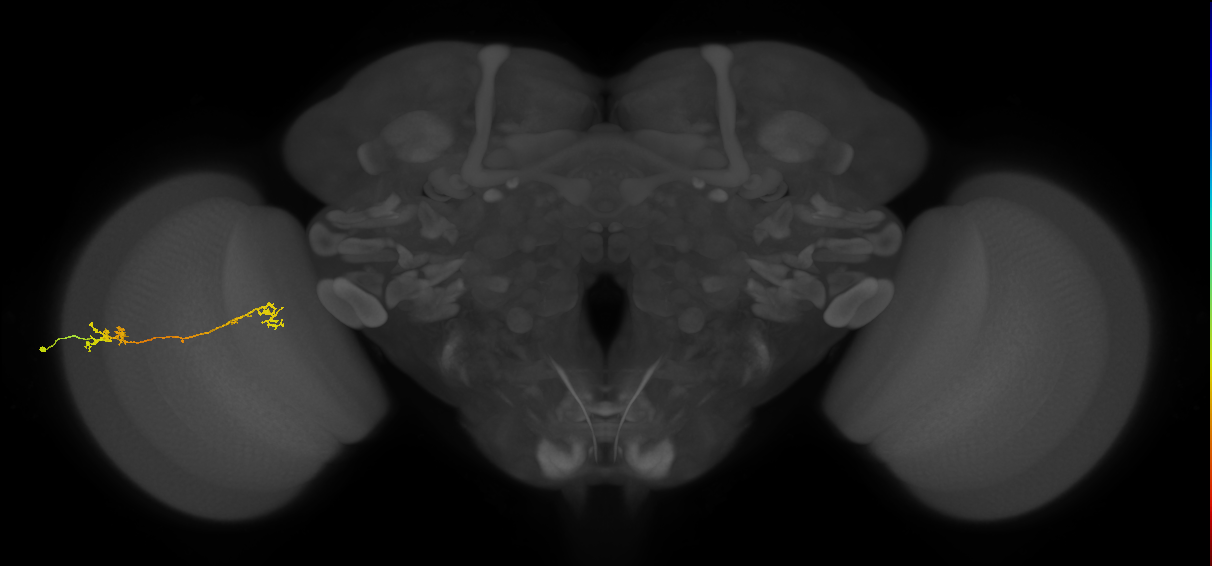Tm5Y_L (MaleCNS:513522)