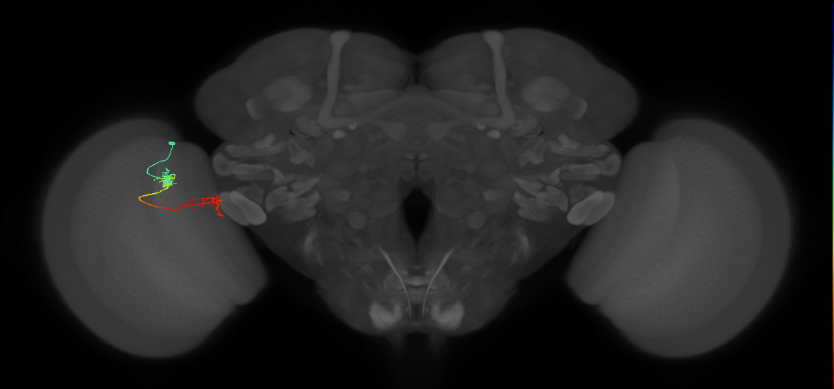 Tm5Y_L (MaleCNS:96559)