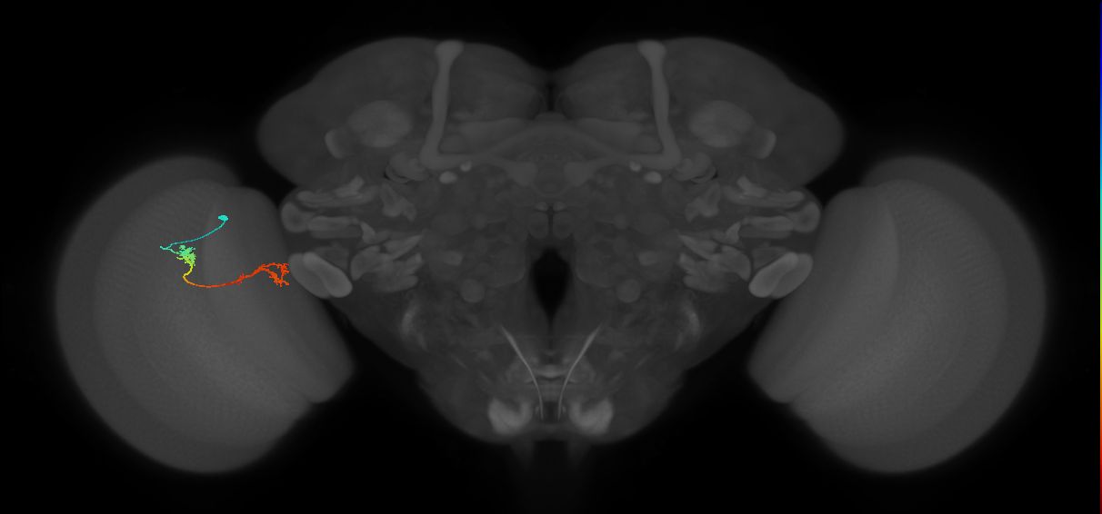 Tm5Y_L (MaleCNS:512337)
