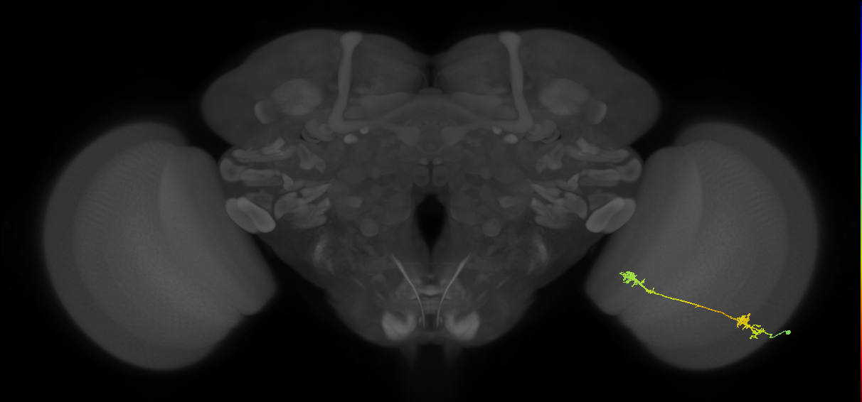 Tm5Y_R (MaleCNS:53724)