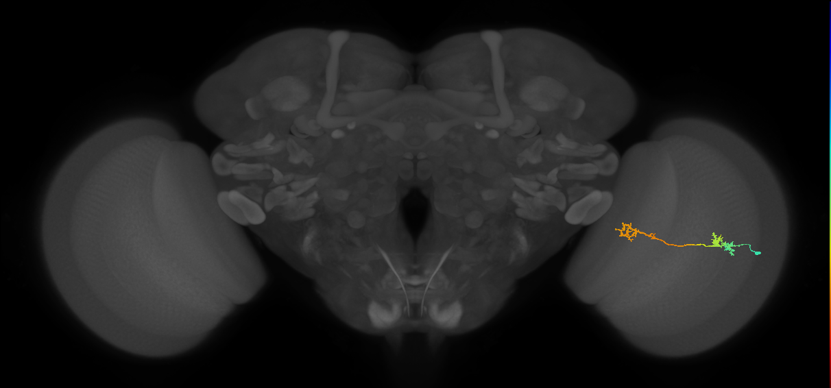 Tm5Y_R (MaleCNS:63137)