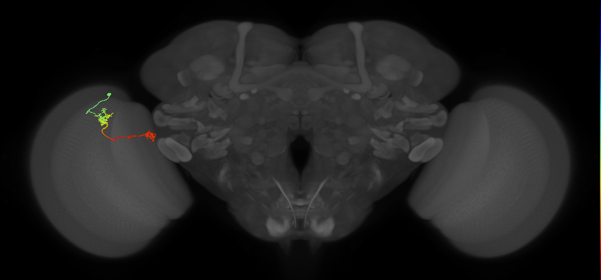 Tm5Y_L (MaleCNS:54519)