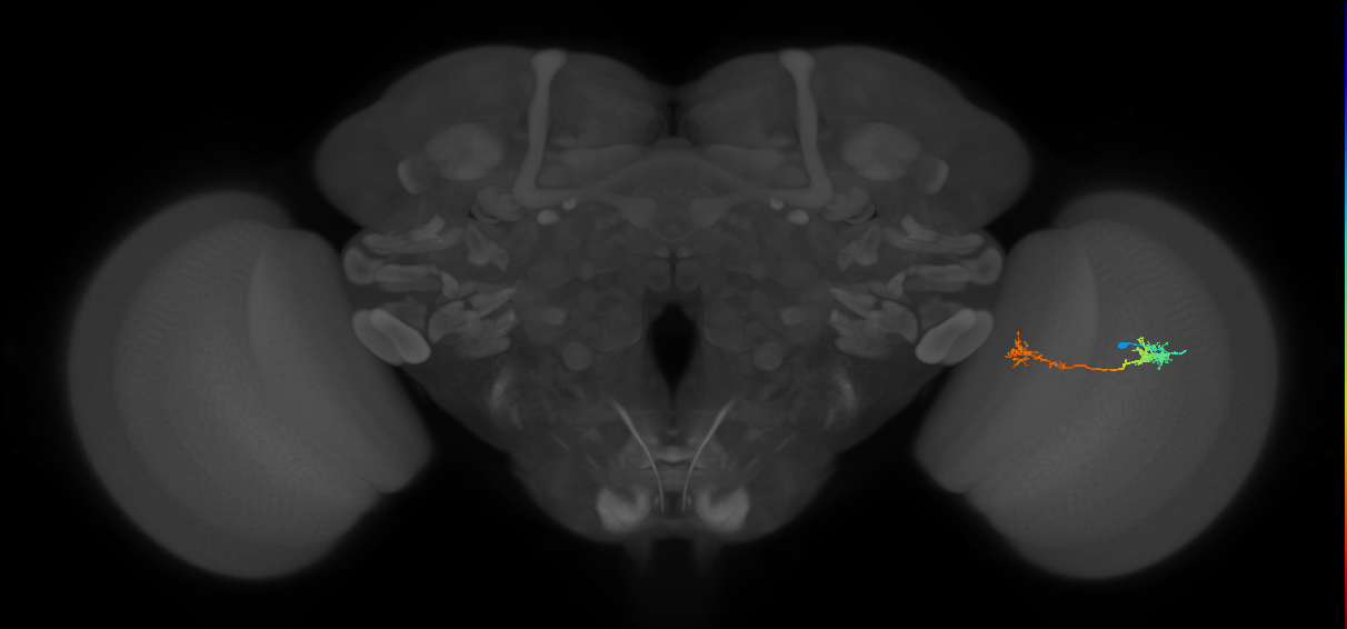 Tm5Y_R (MaleCNS:71805)