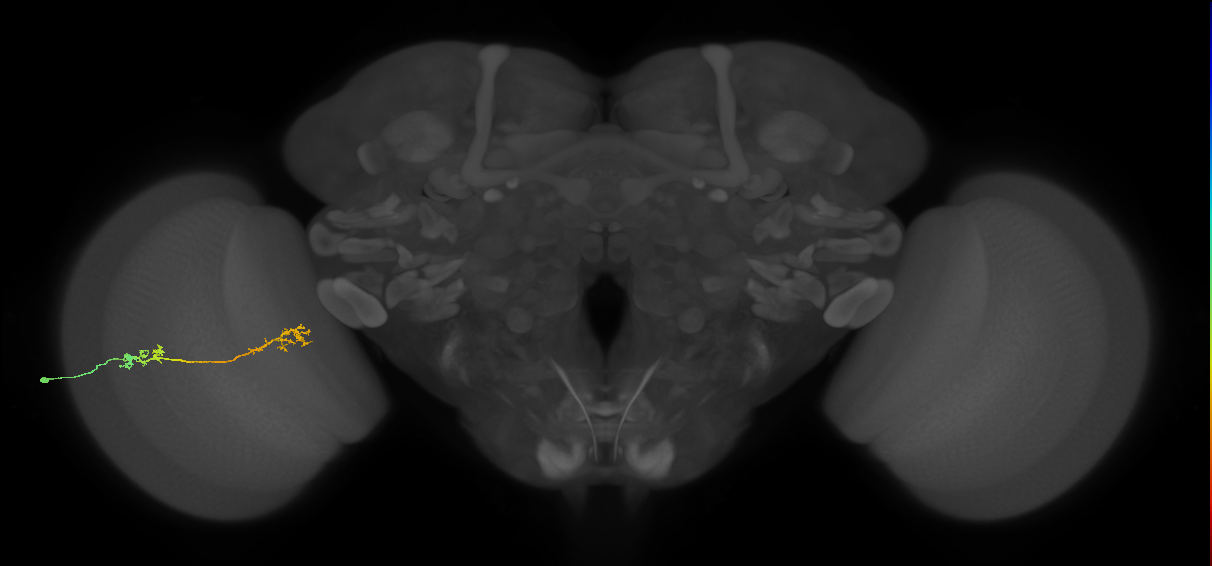 Tm5Y_L (MaleCNS:60869)