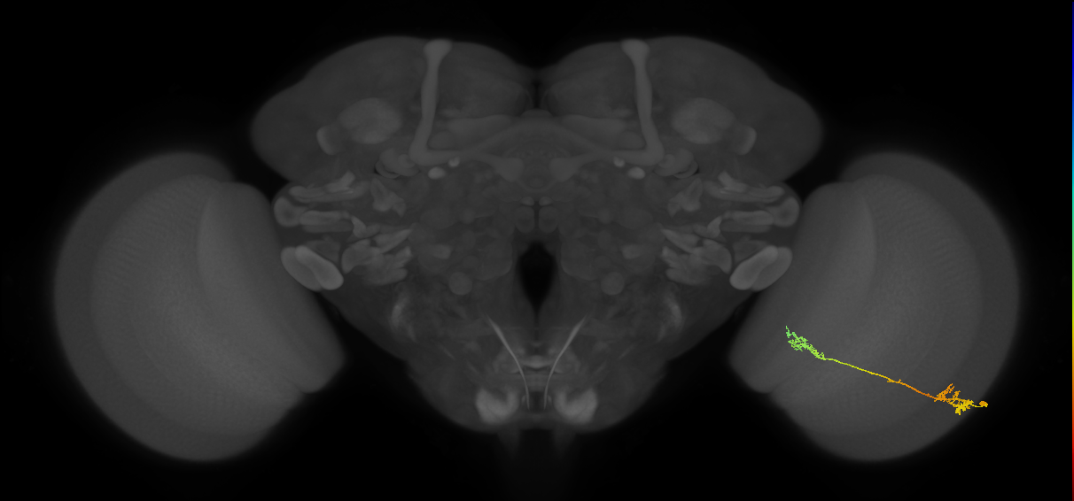 Tm5Y_R (MaleCNS:56746)