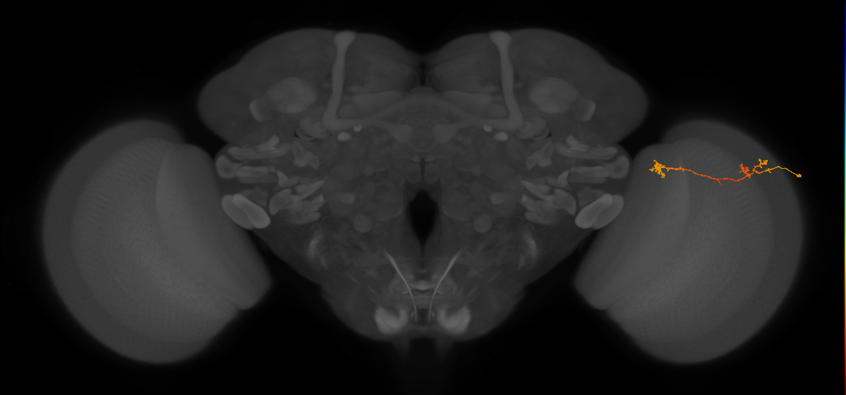 Tm5Y_R (MaleCNS:86702)