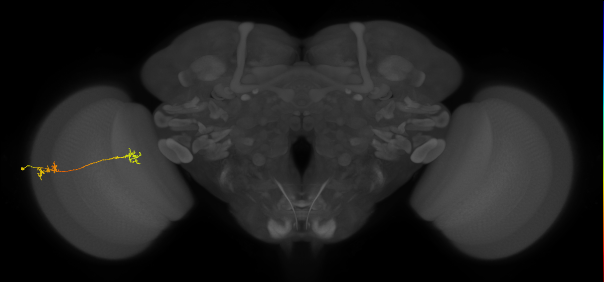Tm5Y_L (MaleCNS:65479)