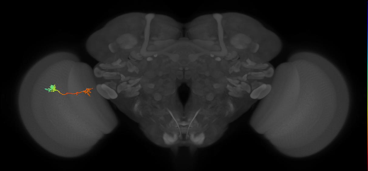 Tm5Y_L (MaleCNS:518739)