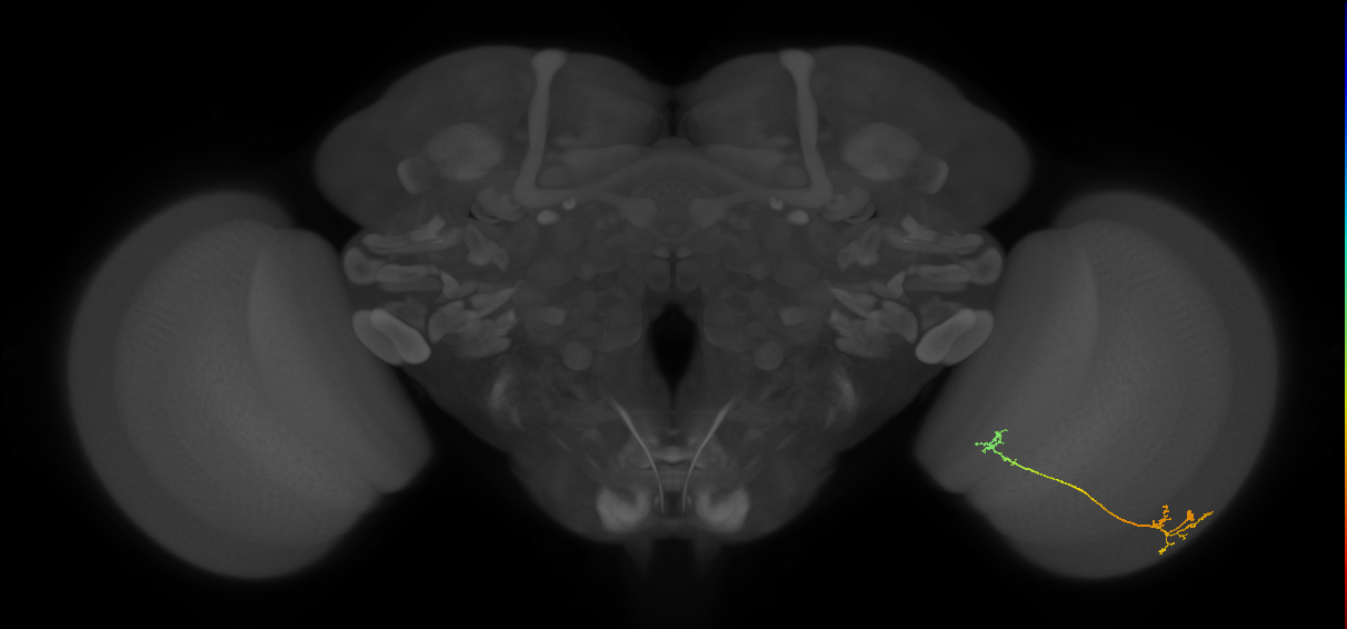 Tm5Y_R (MaleCNS:94913)