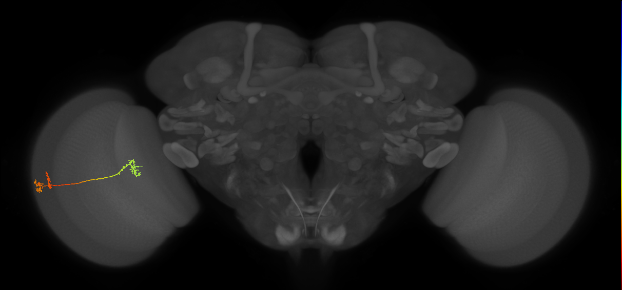 Tm5Y_L (MaleCNS:515660)