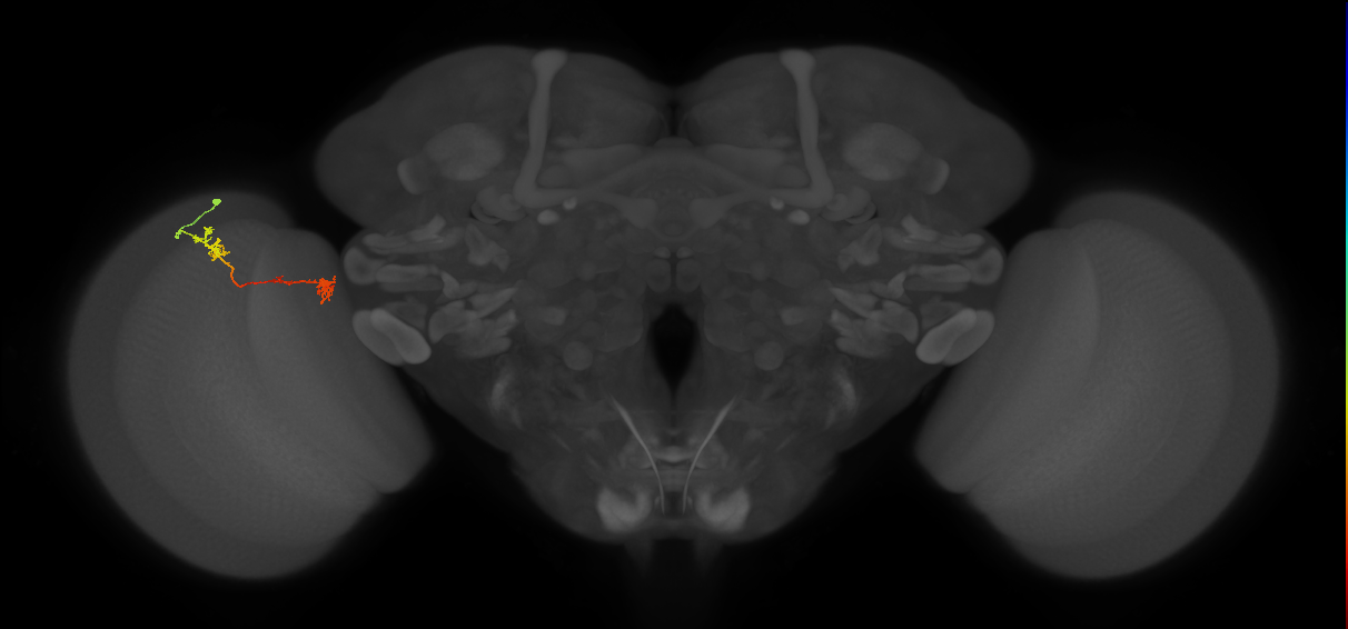 Tm5Y_L (MaleCNS:130497)
