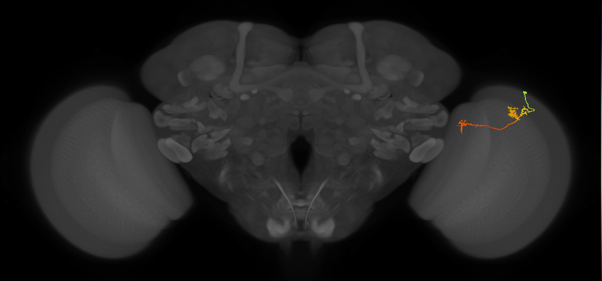 Tm5Y_R (MaleCNS:87301)