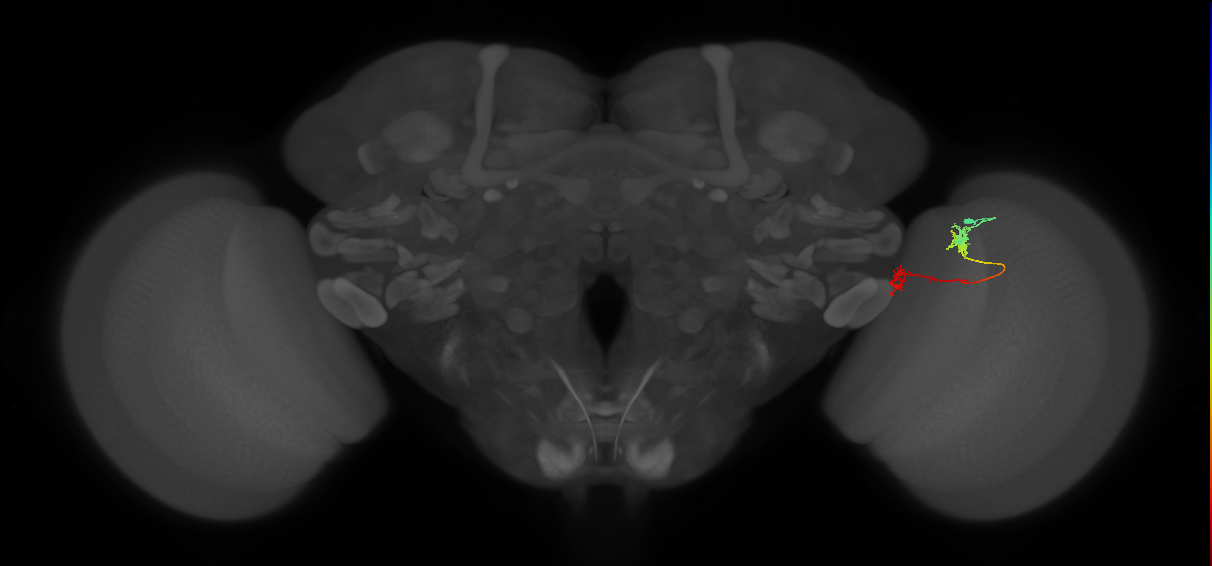 Tm5Y_R (MaleCNS:81061)