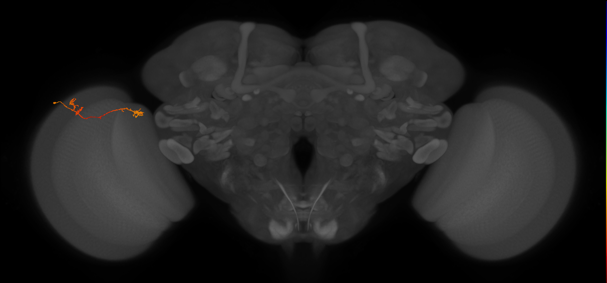 Tm5Y_L (MaleCNS:108746)