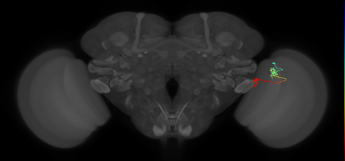 Tm5Y_R (MaleCNS:72867)