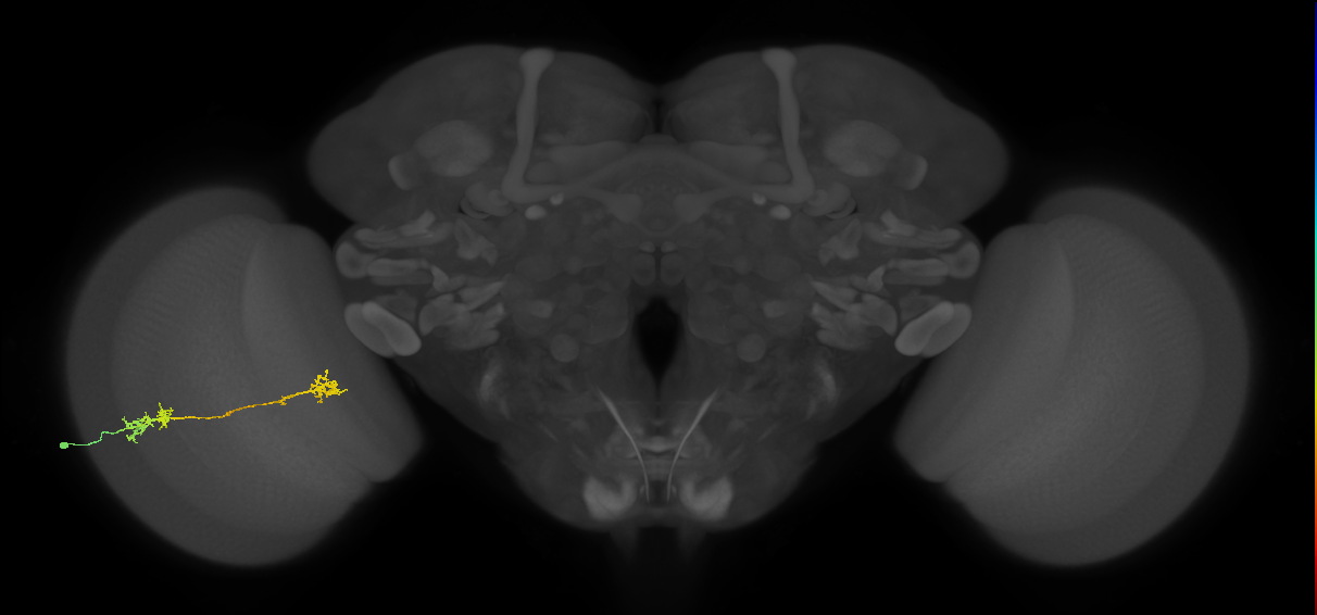 Tm5Y_L (MaleCNS:518844)