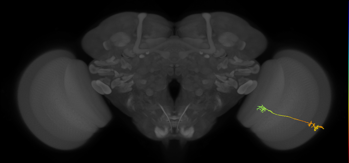 Tm5Y_R (MaleCNS:54147)