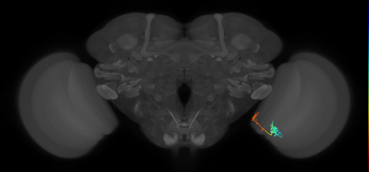 Tm5Y_R (MaleCNS:67879)