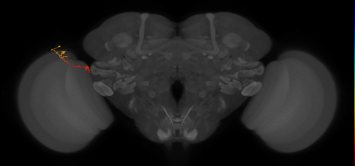 Tm5Y_L (MaleCNS:107867)