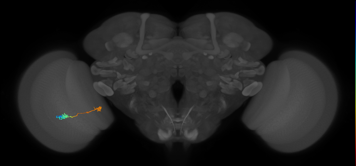 Tm5Y_L (MaleCNS:47684)