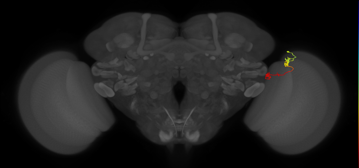 Tm5Y_R (MaleCNS:88396)