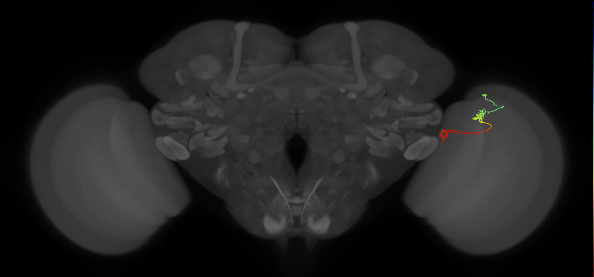 Tm5Y_R (MaleCNS:88979)