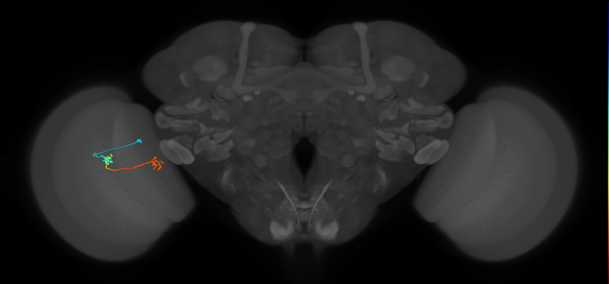Tm5Y_L (MaleCNS:517693)